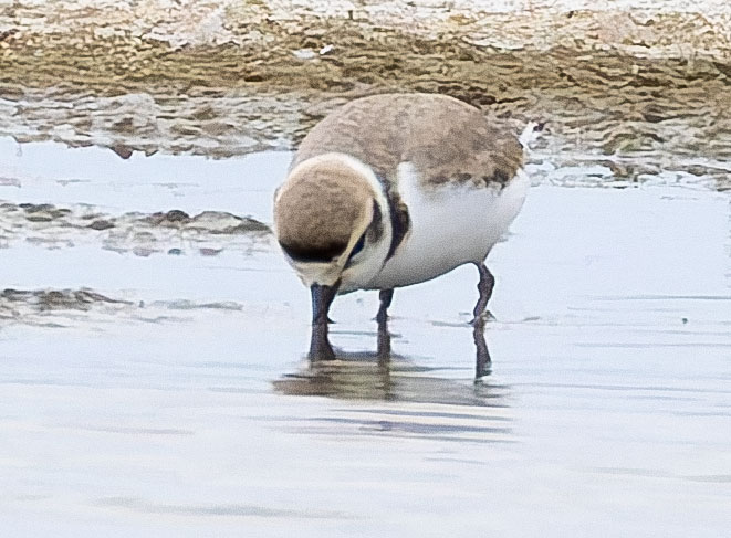 Snowy Plovers Charadrius nivosus 
