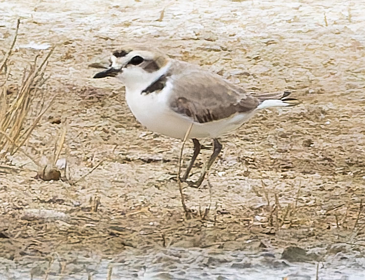 Snowy Plovers Charadrius nivosus 