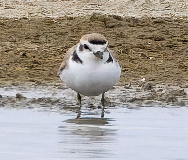 Snowy Plovers Charadrius nivosus 