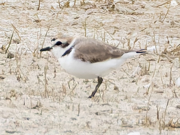 Snowy Plovers Charadrius nivosus 