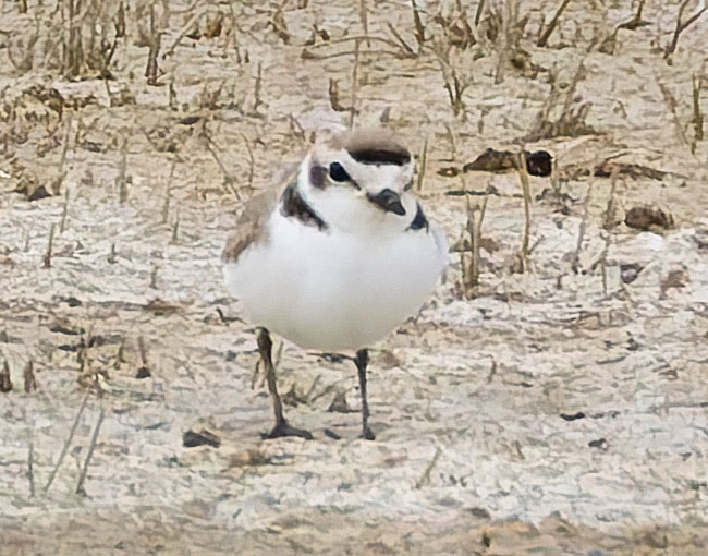Snowy Plovers Charadrius nivosus 