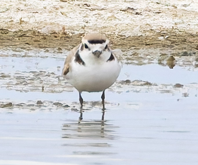 Snowy Plovers Charadrius nivosus 
