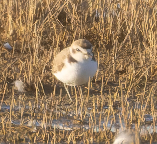Snowy Plovers Charadrius nivosus 