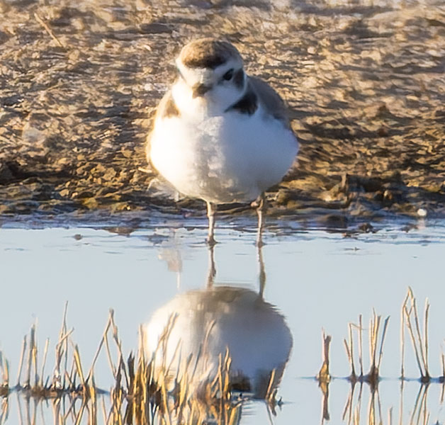 Snowy Plovers Charadrius nivosus 