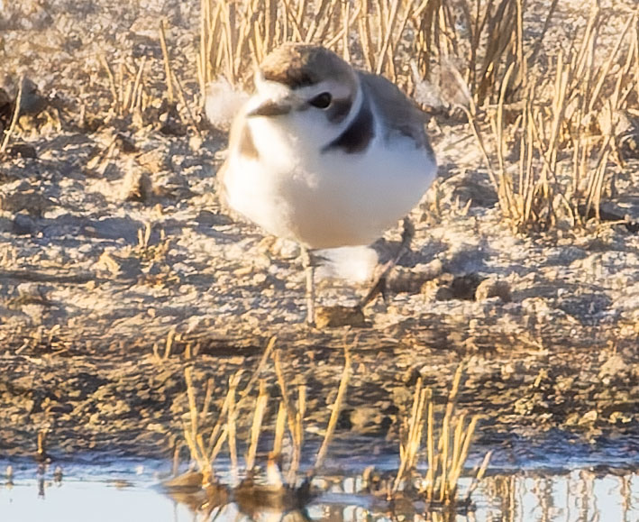 Snowy Plovers Charadrius nivosus 