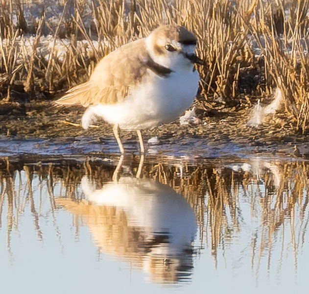 Snowy Plovers Charadrius nivosus 