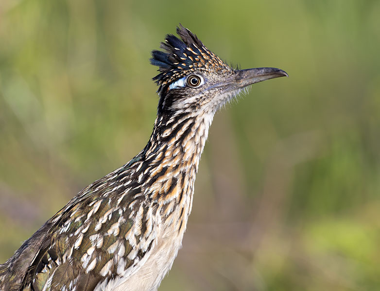 Greater Roadrunner Geococcyx californianus 