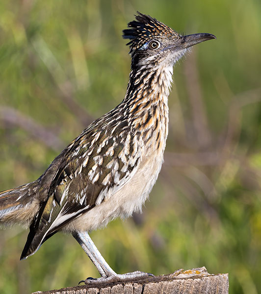 Greater Roadrunner Geococcyx californianus 