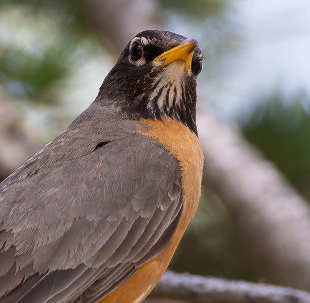 American Robin Turdus migratorius