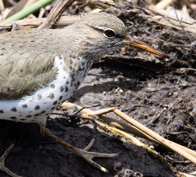 Spotted Sandpiper Actitis macularia 
