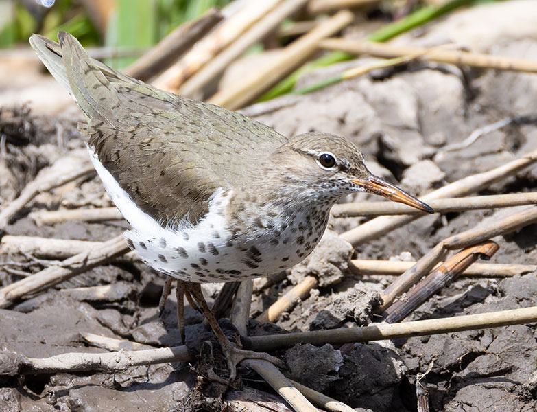 Spotted Sandpiper Actitis macularia 
