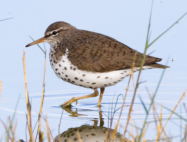 Spotted Sandpiper Actitis macularia 