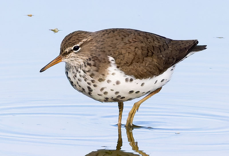 Spotted Sandpiper Actitis macularia 