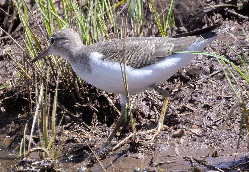 Spotted Sandpiper Actitis macularia 