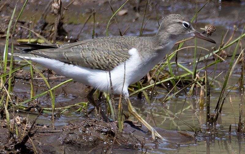 Spotted Sandpiper Actitis macularia 