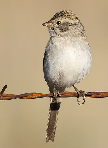 Brewer's Sparrow Spizella breweri