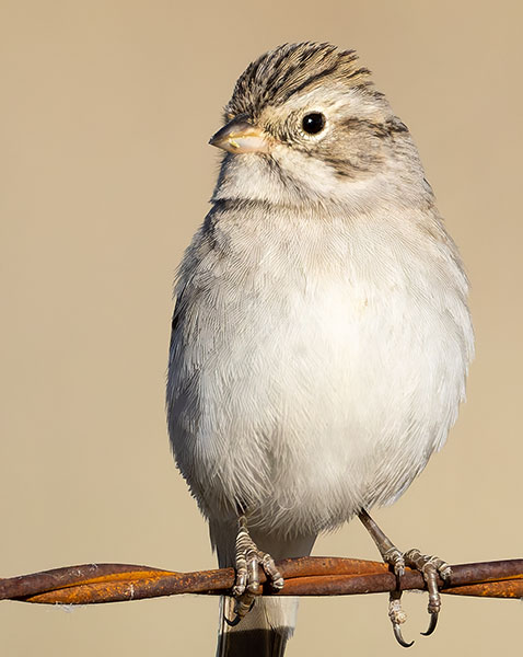 Brewer's Sparrow Spizella breweri