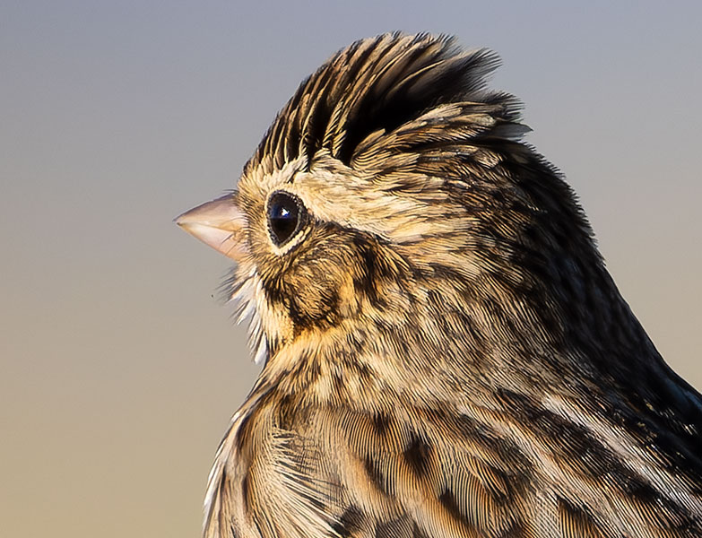 Savannah Sparrow Passerculus sandwichensis 