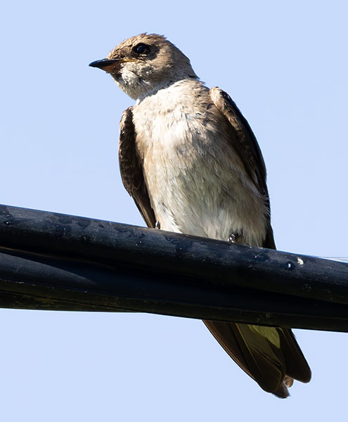 Northern Rough-winged Swallow Stelgidopteryx serripennis