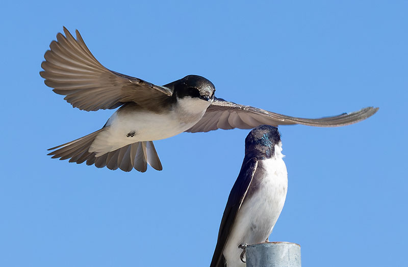 Tree Swallow Tachycineta bicolor 