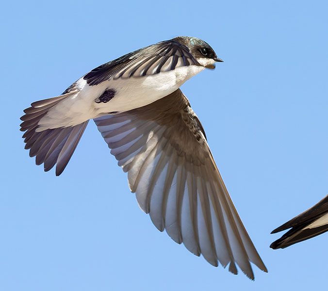 Tree Swallow Tachycineta bicolor 