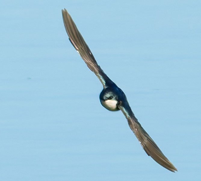 Tree Swallow Tachycineta bicolor 