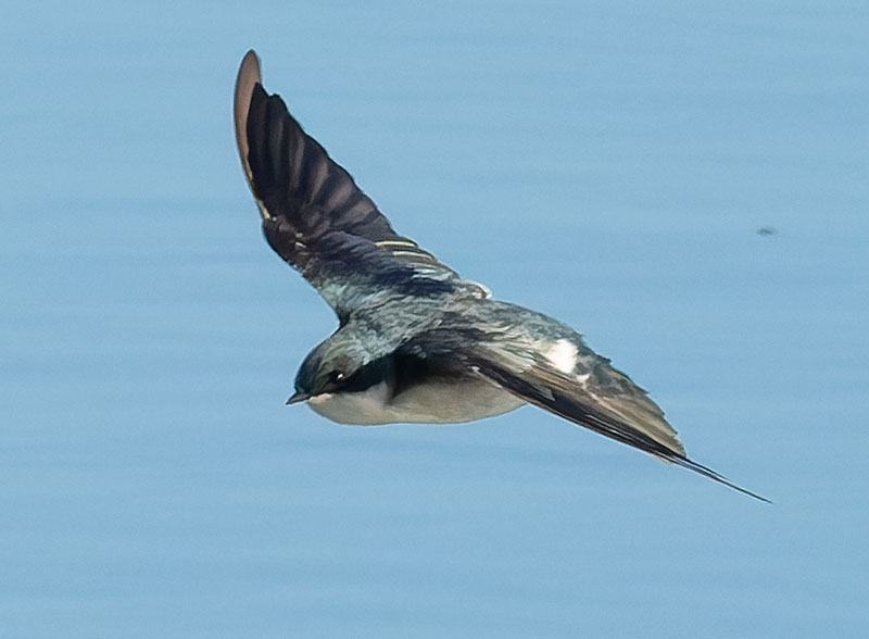 Tree Swallow Tachycineta bicolor 