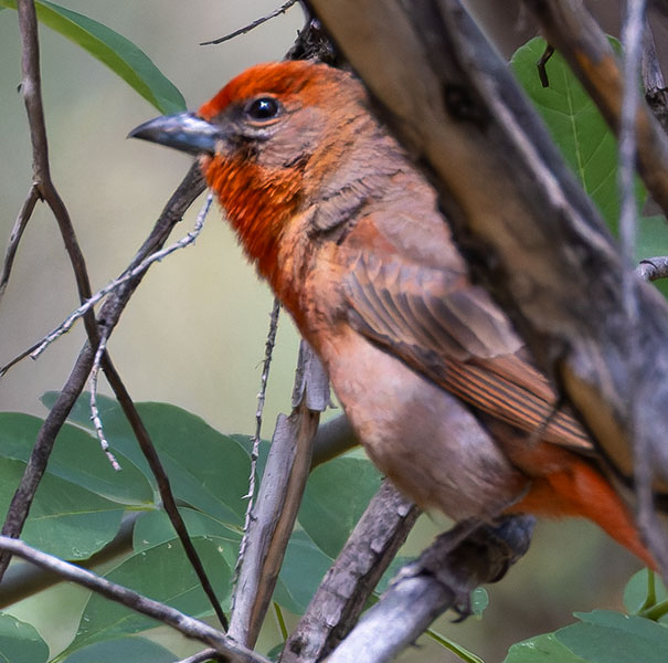 Hepatic Tanager Piranga flava