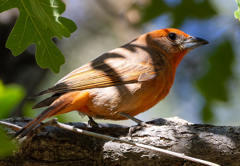 Hepatic Tanager Piranga flava