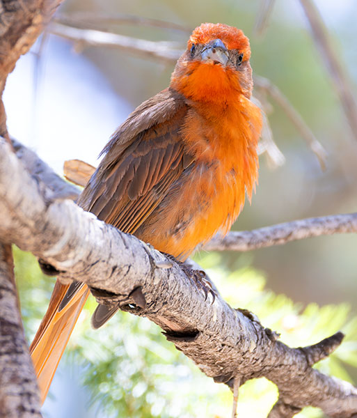 Hepatic Tanager Piranga flava