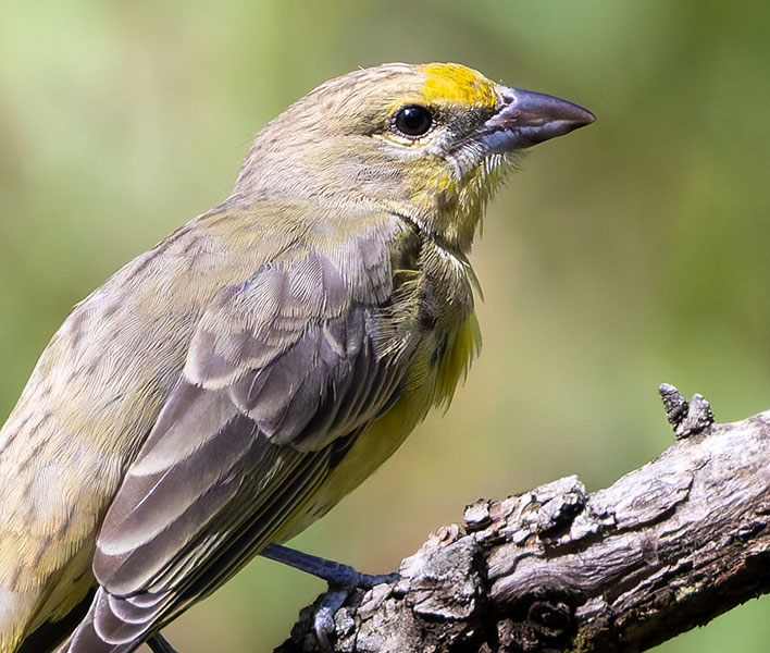 Hepatic Tanager Piranga flava