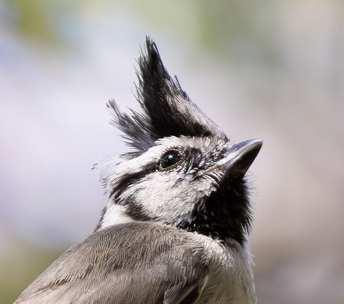 Bridled Titmouse Baeolophus wollweberi 