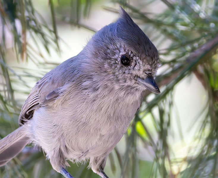 Juniper Titmouse Baeolophus ridgwayi