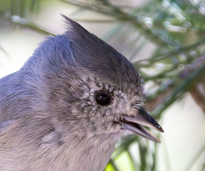 Juniper Titmouse Baeolophus ridgwayi