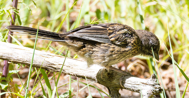 Spotted Towhee Pipilo maculatus 