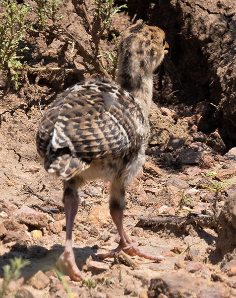 Gould's Wild Turkey Meleagris gallopavo mexicana