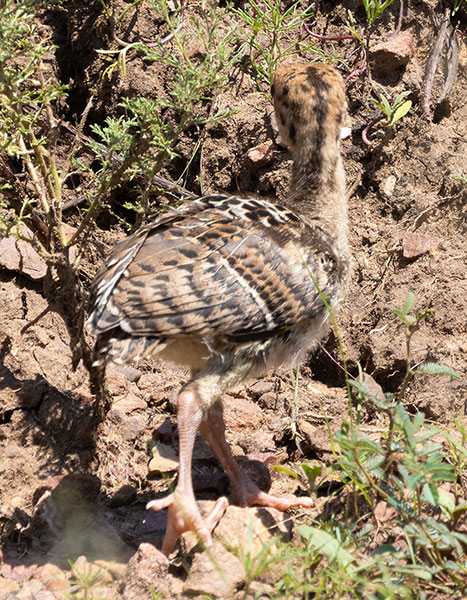 Gould's Wild Turkey Meleagris gallopavo mexicana