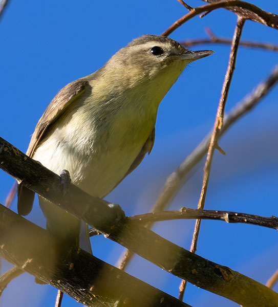 Western Warbling Vireo Vireo swainsoni 