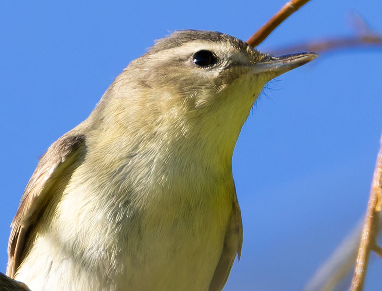 Western Warbling Vireo Vireo swainsoni 