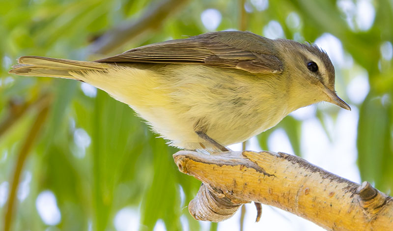 Western Warbling Vireo Vireo swainsoni 