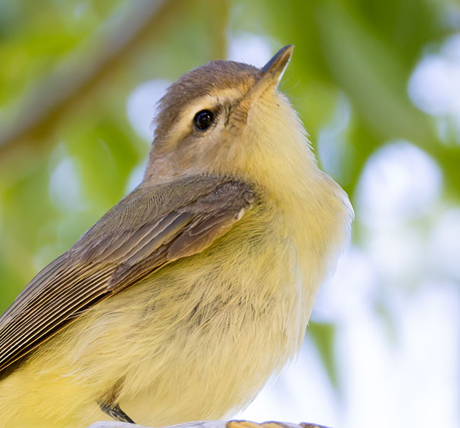 Western Warbling Vireo Vireo swainsoni 