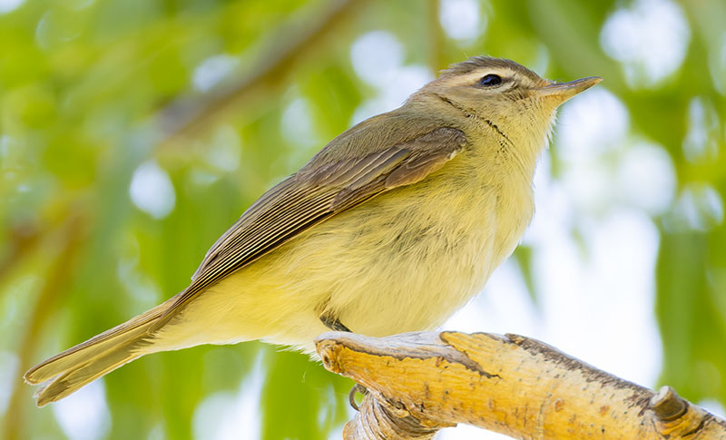 Western Warbling Vireo Vireo swainsoni 