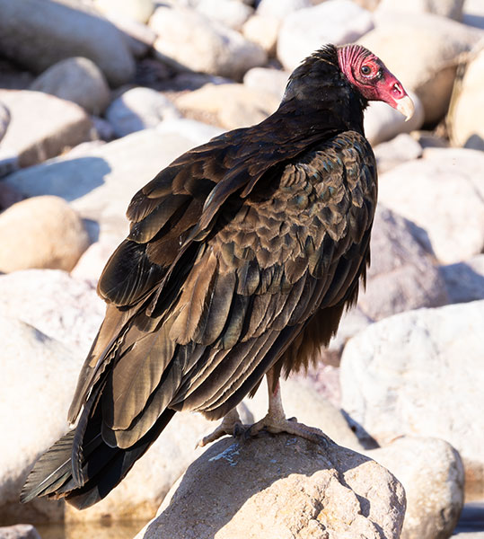 Turkey Vulture Cathartes aura