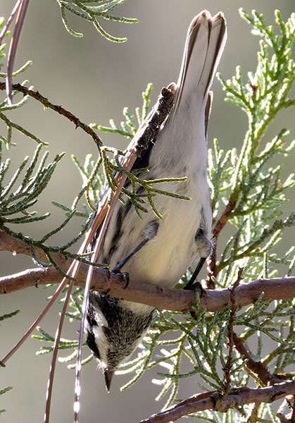 Black-throated Gray Warbler Dendroica nigrescens