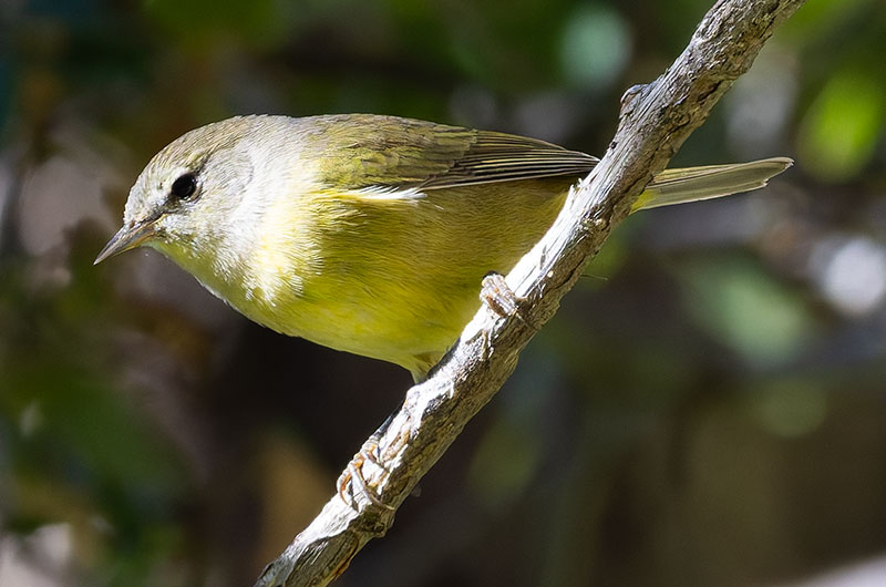 MacGillivray's Warbler Oporornis tolmiei