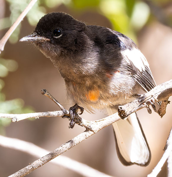 Painted Redstart Myioborus pictus 