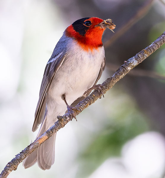 Red-faced Warbler Cardellina rubrifrons 