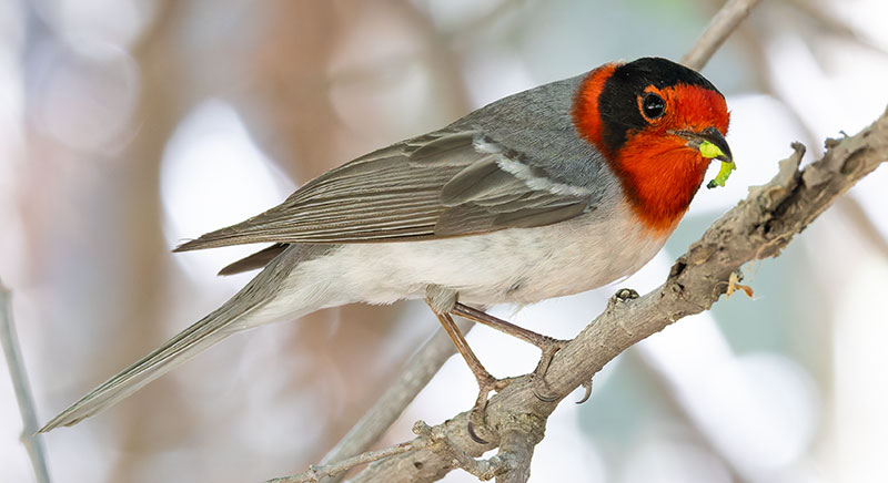 Red-faced Warbler Cardellina rubrifrons 