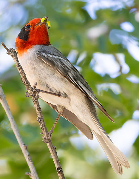 Red-faced Warbler Cardellina rubrifrons 