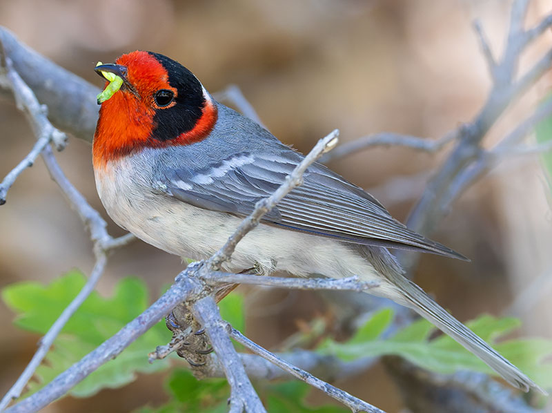 Red-faced Warbler Cardellina rubrifrons 